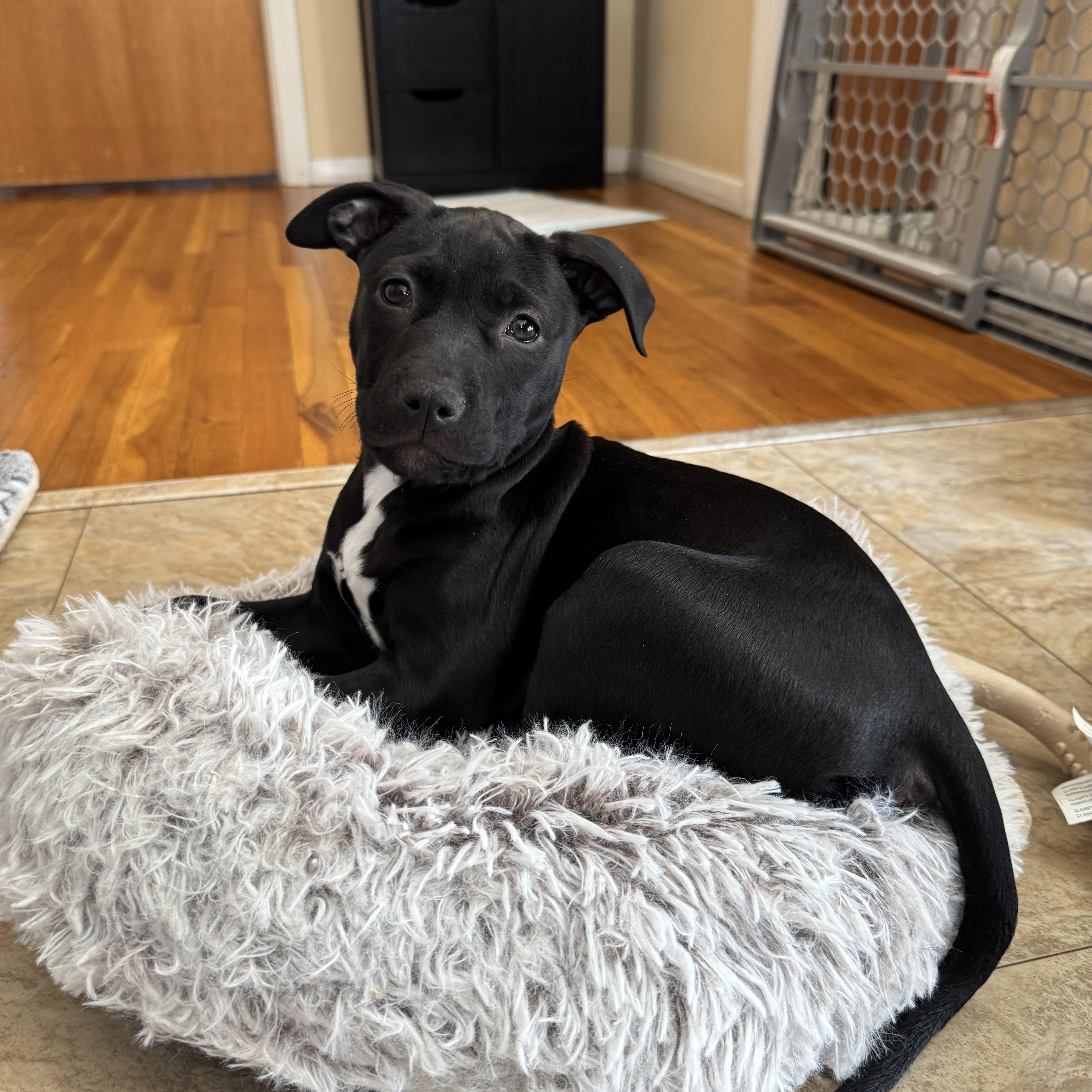 Enlarge Muffin, a Adoptable mixed breed in Newfoundland, NJ image 6/6