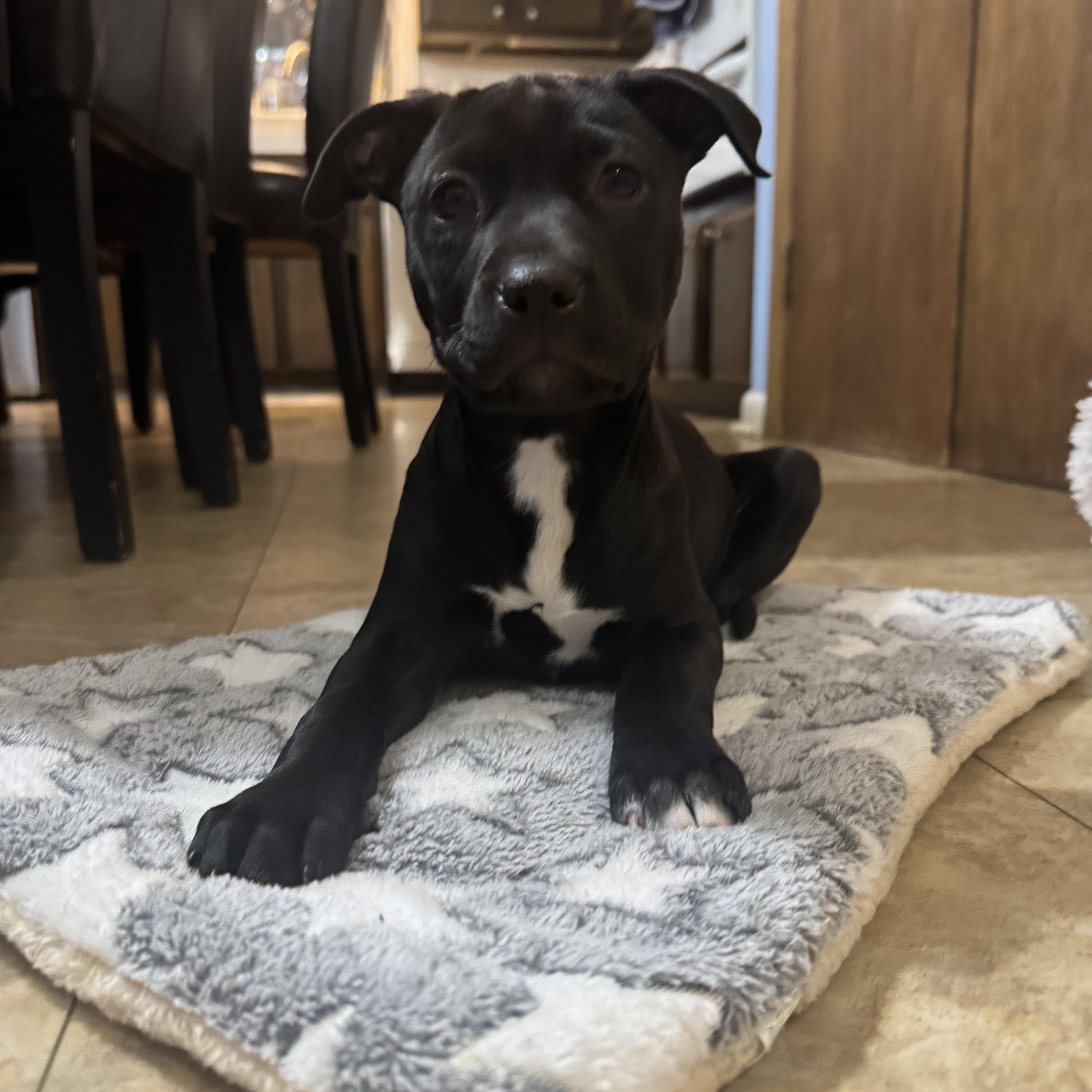 Muffin, Adoptable, Puppy Female Pit Bull Terrier & Labrador Retriever.