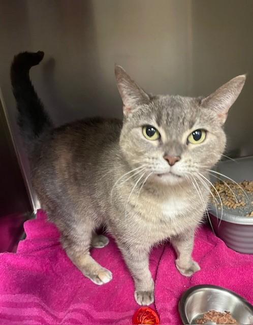 Sage, Adoptable, Adult Female Domestic Short Hair.