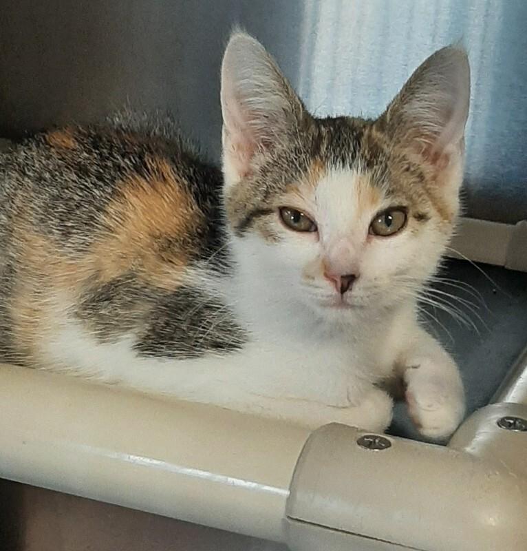 Enlarge Ice Cream, a Adoptable Domestic Short Hair in Georgetown, OH image 1/1