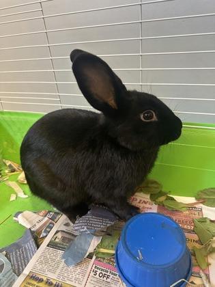 Enlarge Chip, a Adoptable mixed breed in Quakertown, PA image 1/3