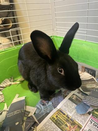 Enlarge Chip, a Adoptable mixed breed in Quakertown, PA image 2/3