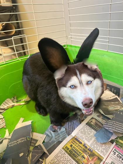 Enlarge Chip, a Adoptable mixed breed in Quakertown, PA image 3/3