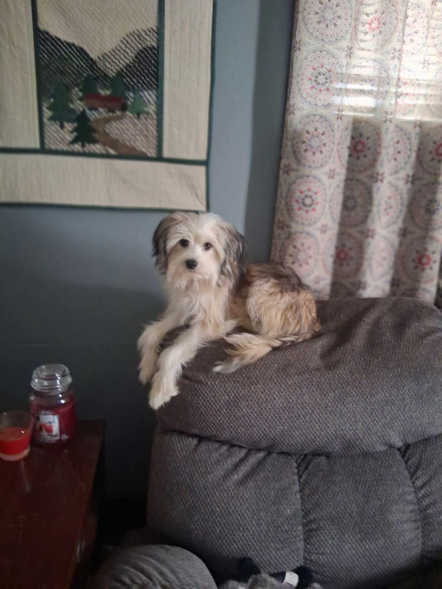 Enlarge Benji, an adopted mixed breed in Dayton, OH image 2/2