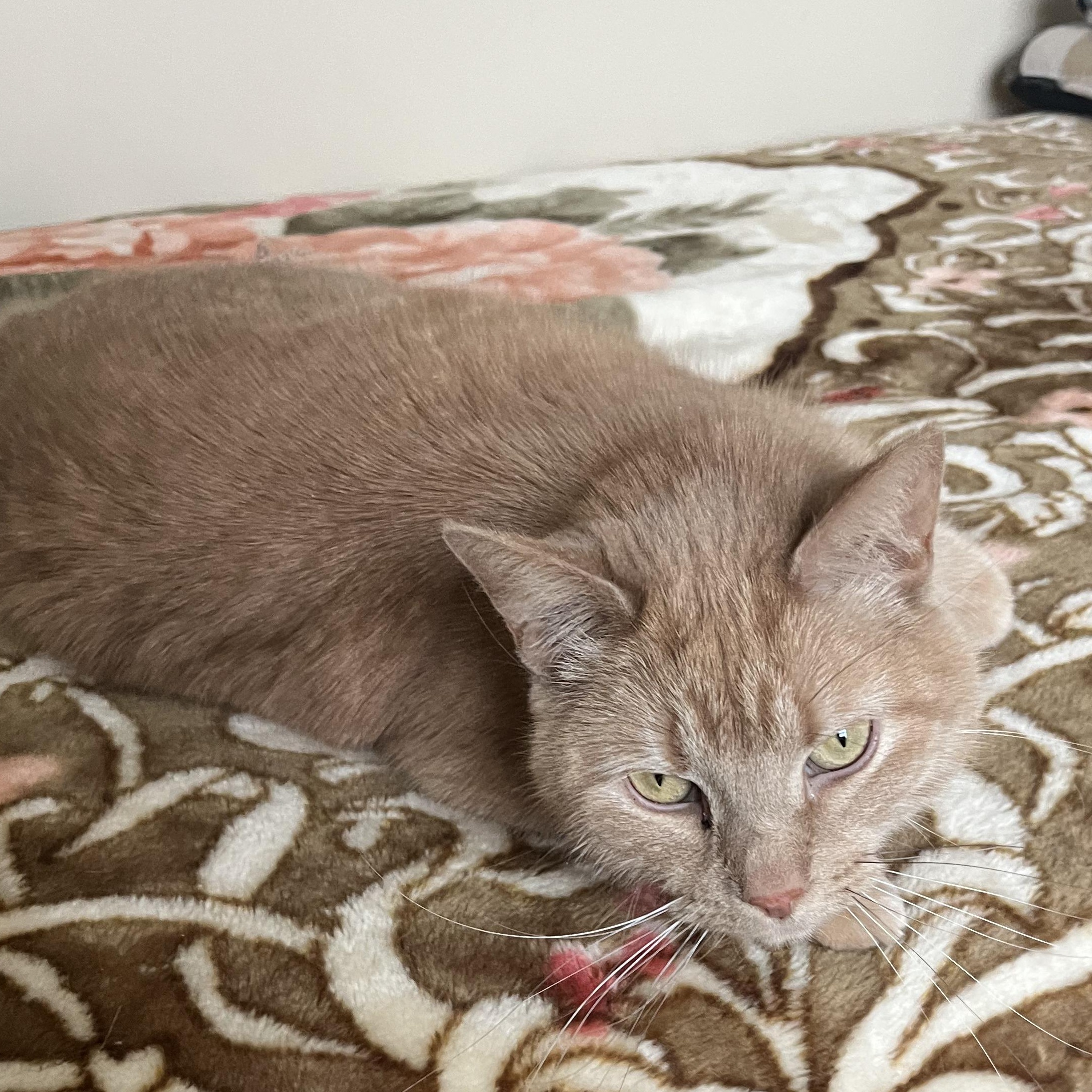 Moxie, a Adoptable Tabby in Livonia, MI image 3/5