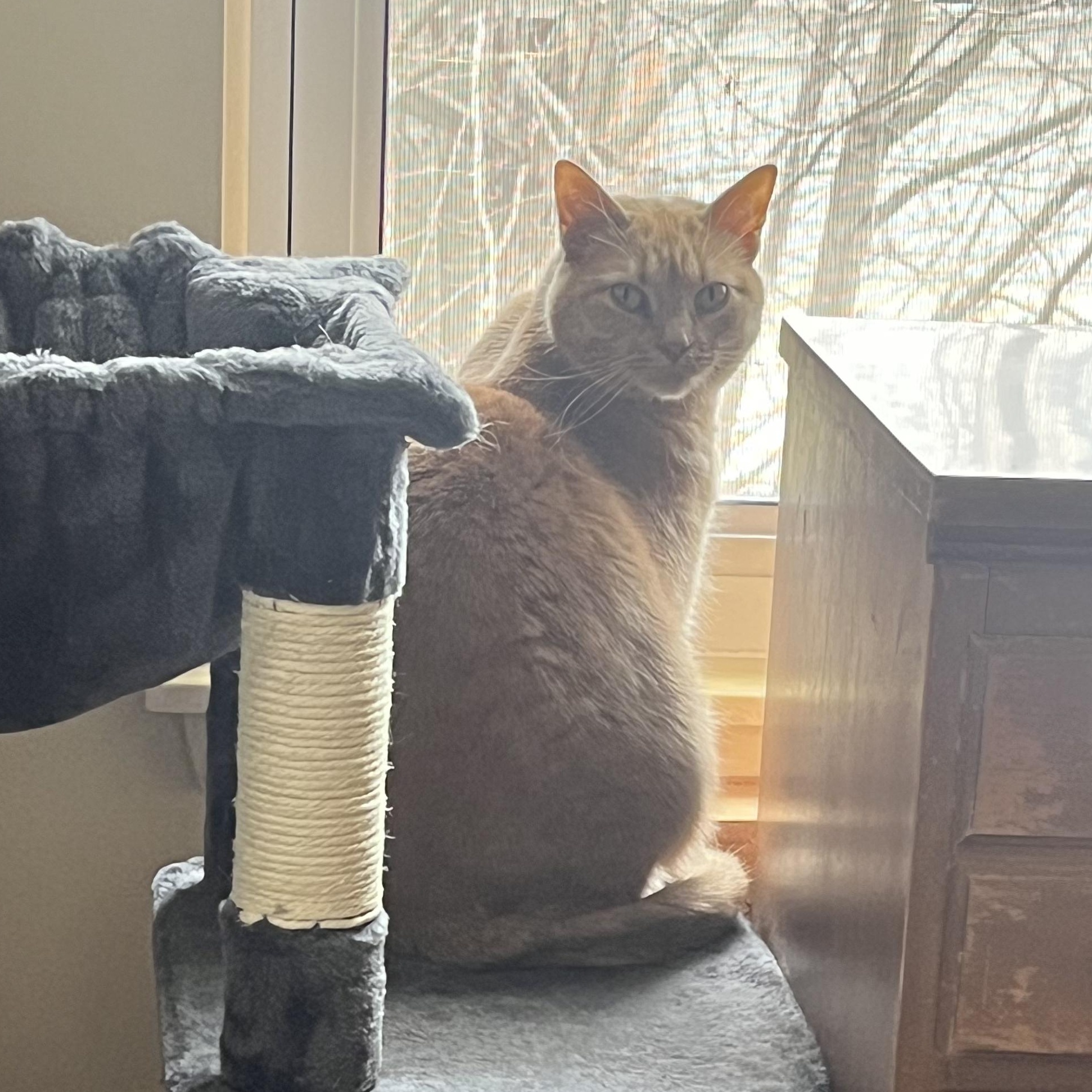 Moxie, a Adoptable Tabby in Livonia, MI image 2/5