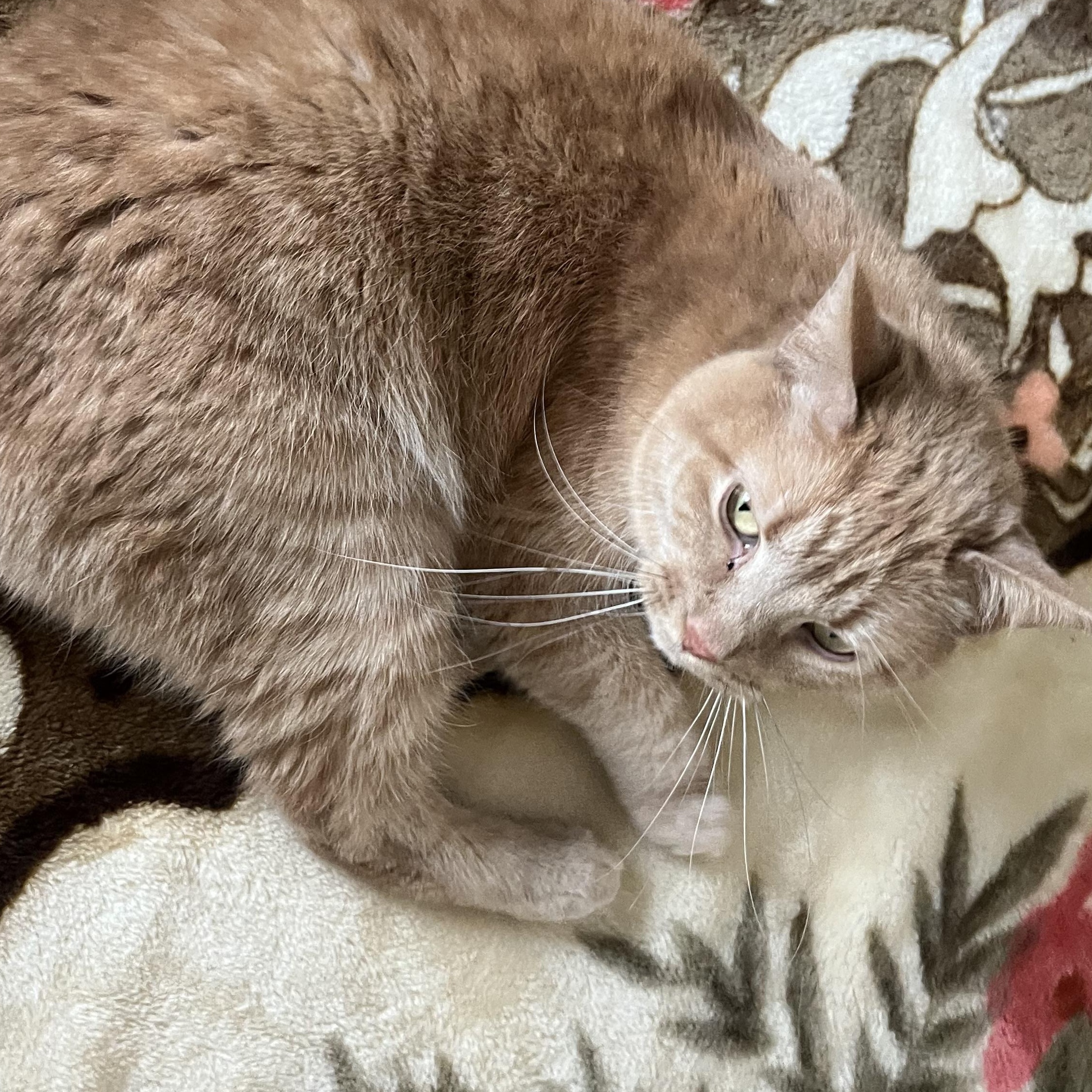 Moxie, a Adoptable Tabby in Livonia, MI image 4/5