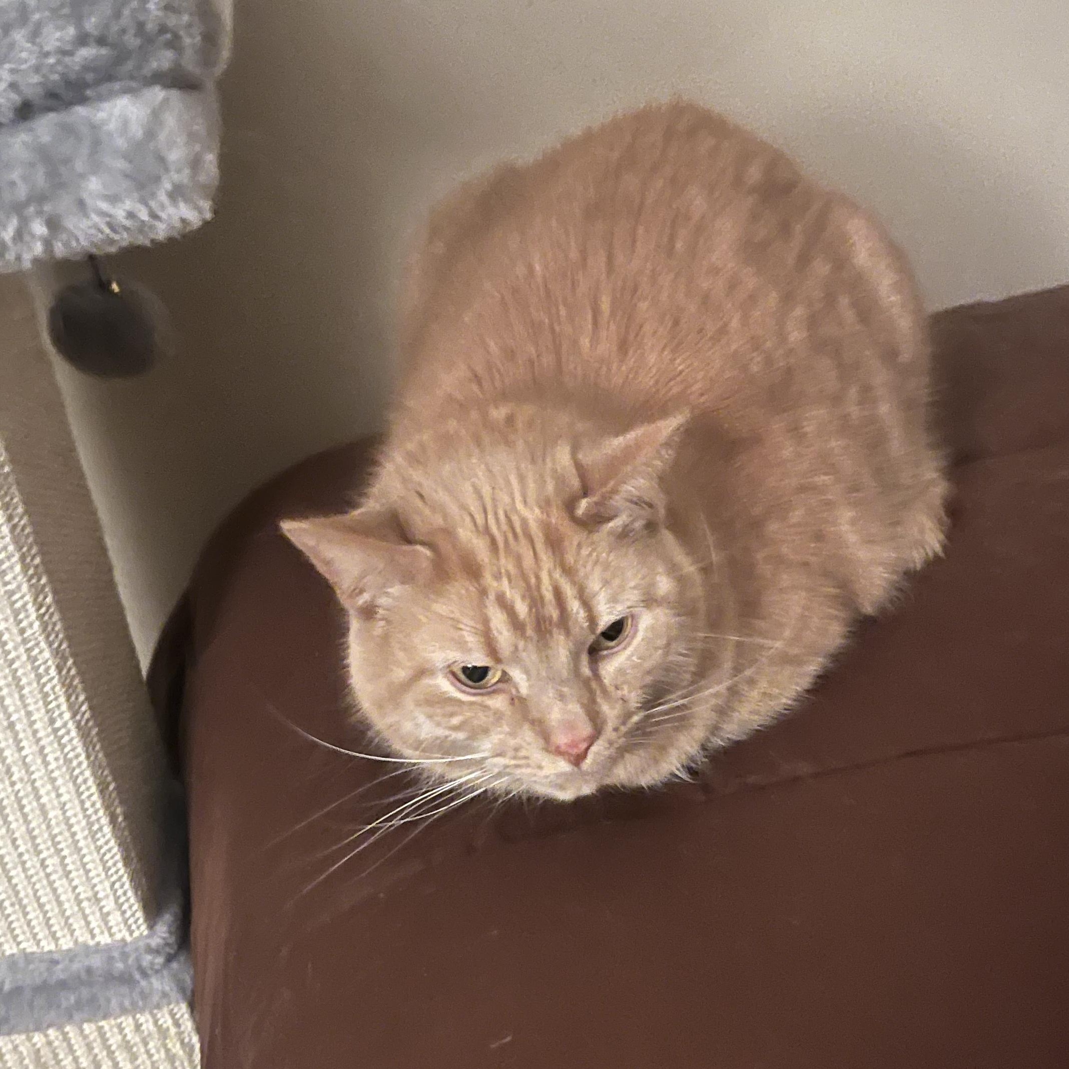 Moxie — thumbnail 3