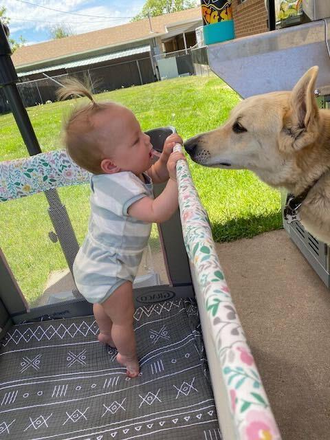 Lady *Courtesy Post, Adoptable, Adult Female Catahoula Leopard Dog.
