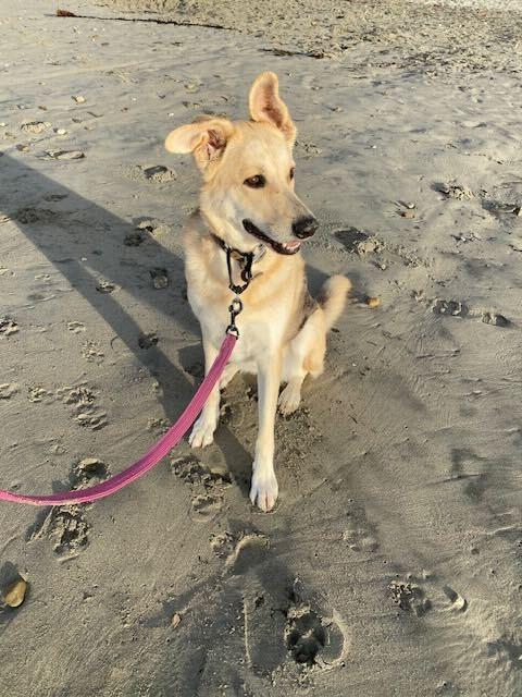 Lady *Courtesy Post, a Adoptable mixed breed in Los Angeles, CA image 2/4