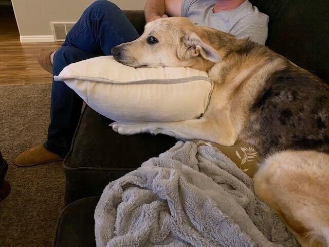 Lady *Courtesy Post, a Adoptable mixed breed in Los Angeles, CA image 3/4