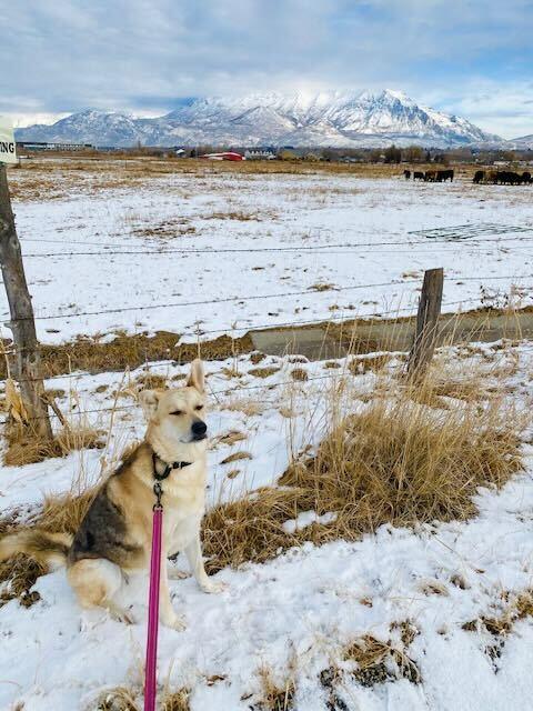 Lady *Courtesy Post, a Adoptable mixed breed in Los Angeles, CA image 4/4