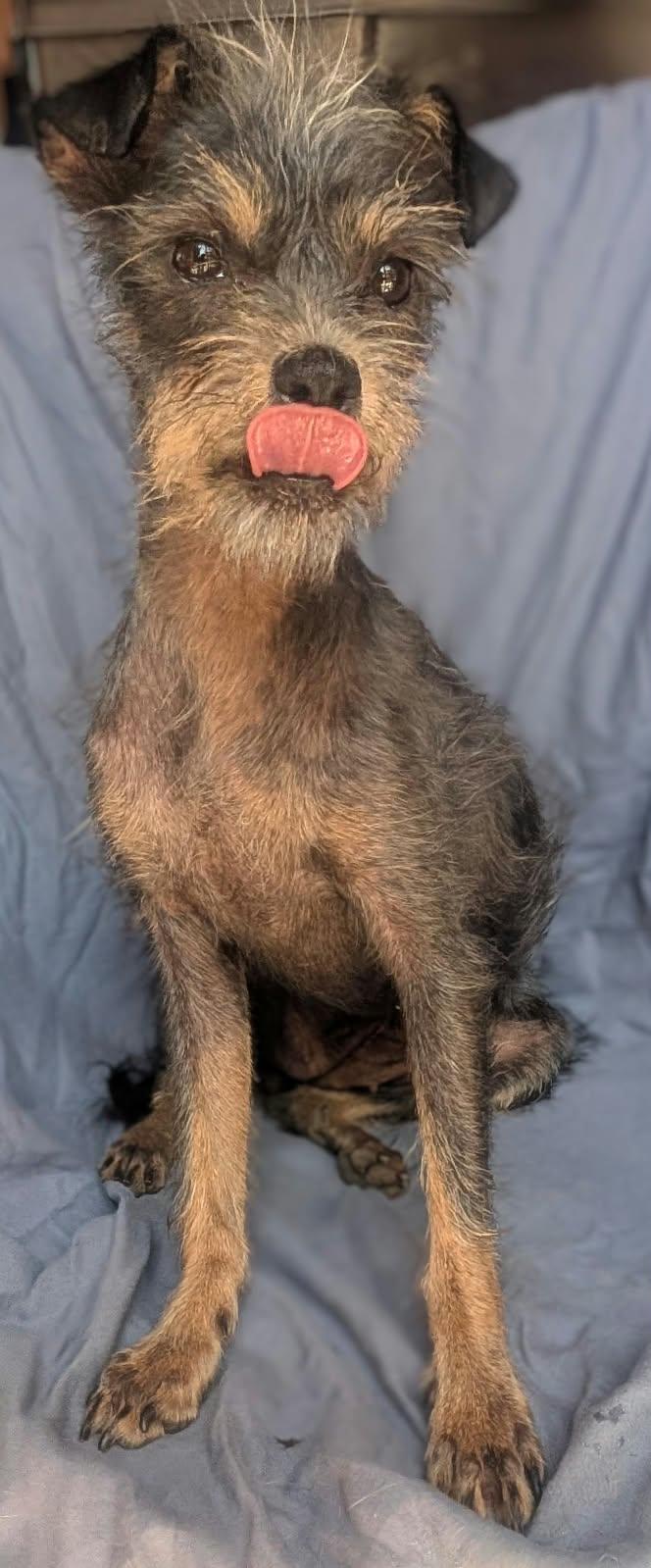 Enlarge Delilah, a ADOPTABLE mixed breed in Sherwood, OR image 6/6
