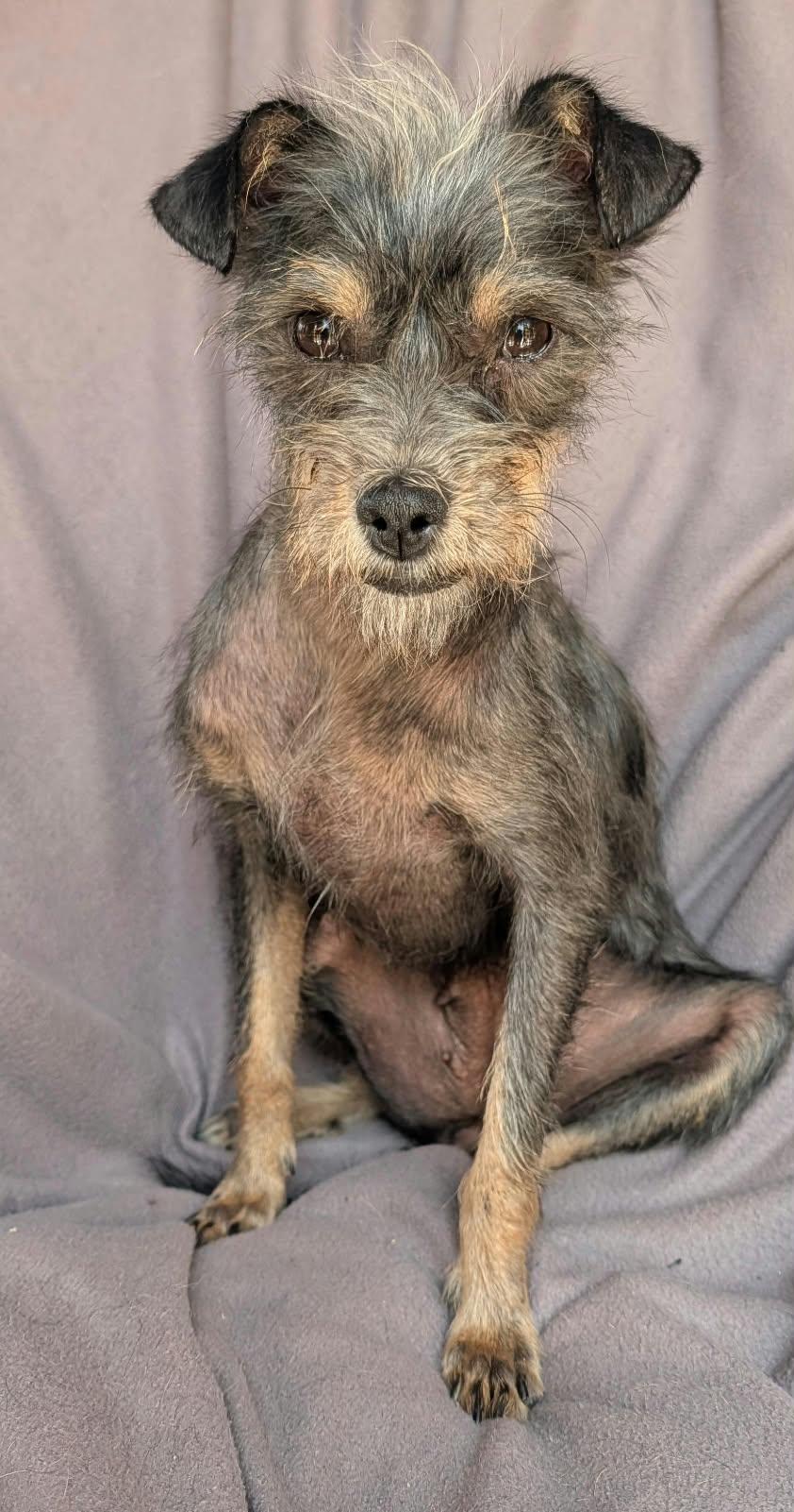 Enlarge Delilah, a ADOPTABLE mixed breed in Sherwood, OR image 3/6