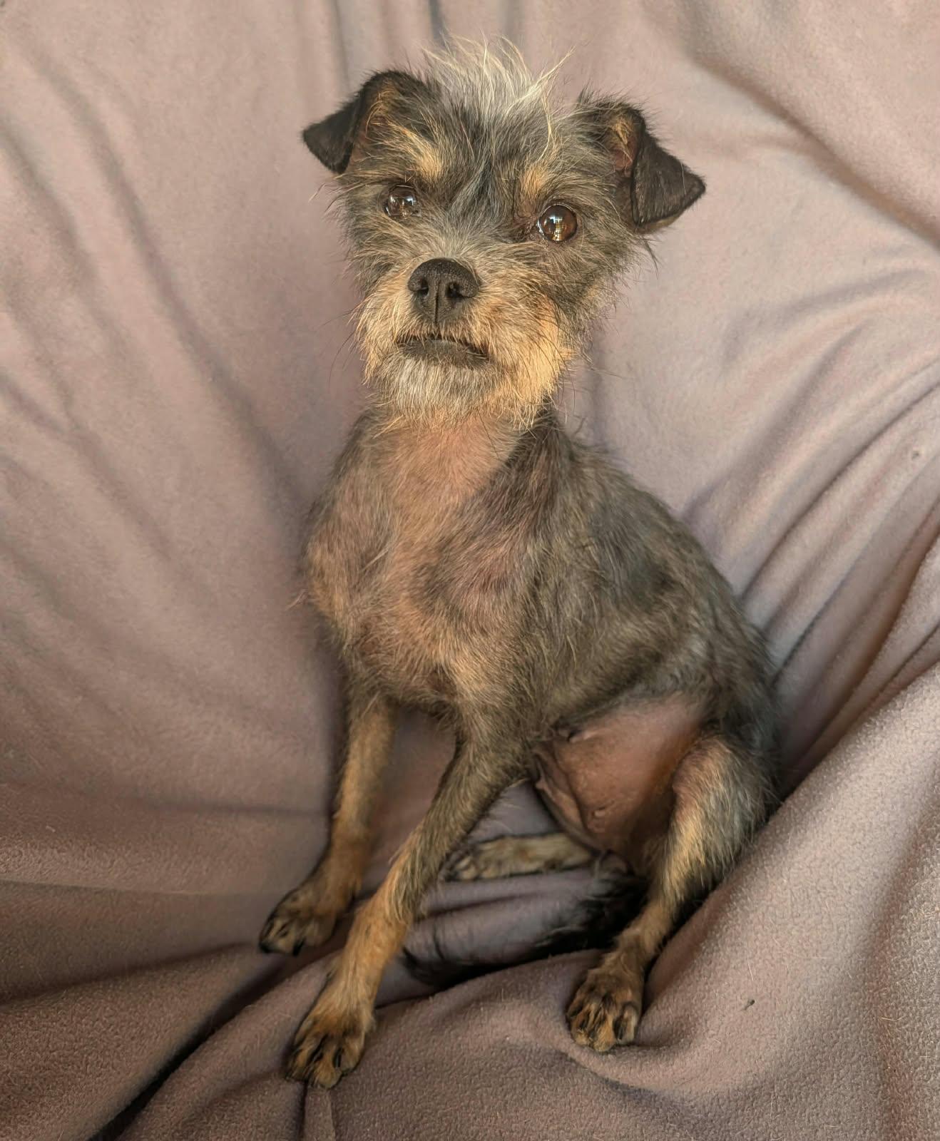 Enlarge Delilah, a ADOPTABLE mixed breed in Sherwood, OR image 5/6