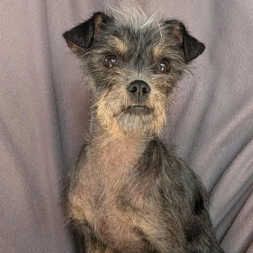 Enlarge Delilah, a ADOPTABLE mixed breed in Sherwood, OR image 4/6