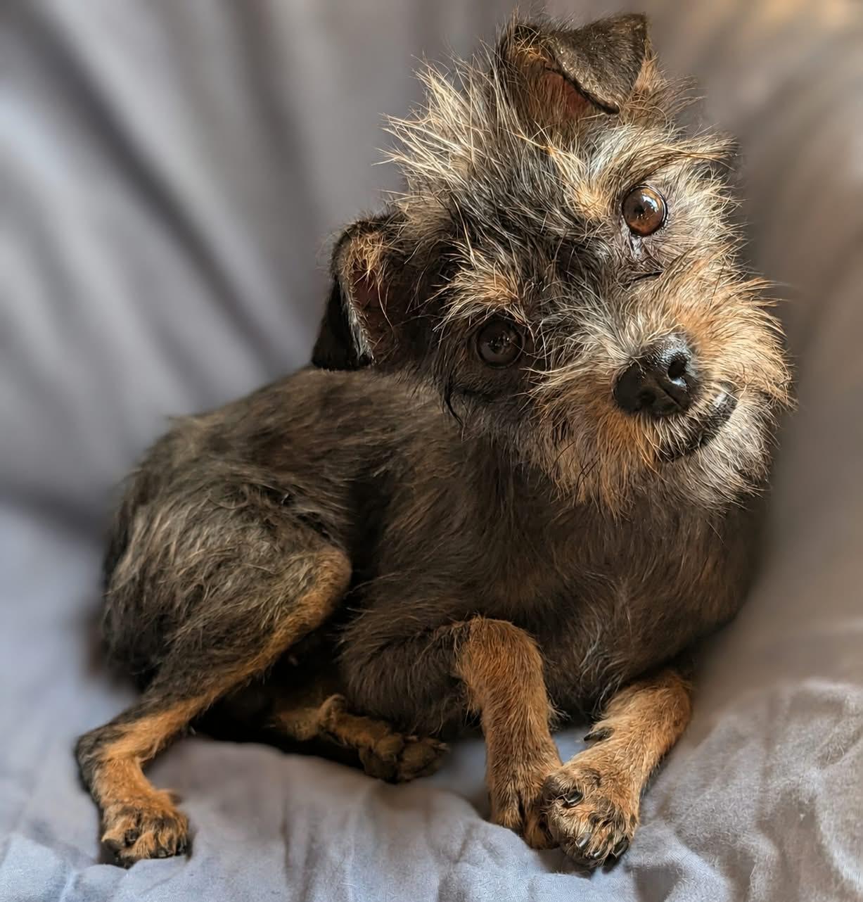 Enlarge Delilah, a ADOPTABLE mixed breed in Sherwood, OR image 2/6