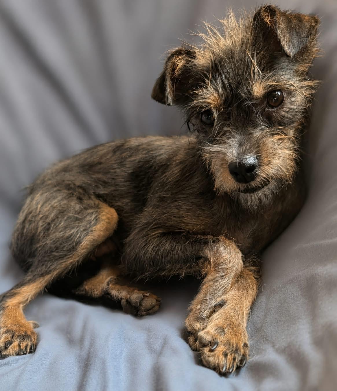 Delilah, ADOPTABLE, Young Female Terrier.