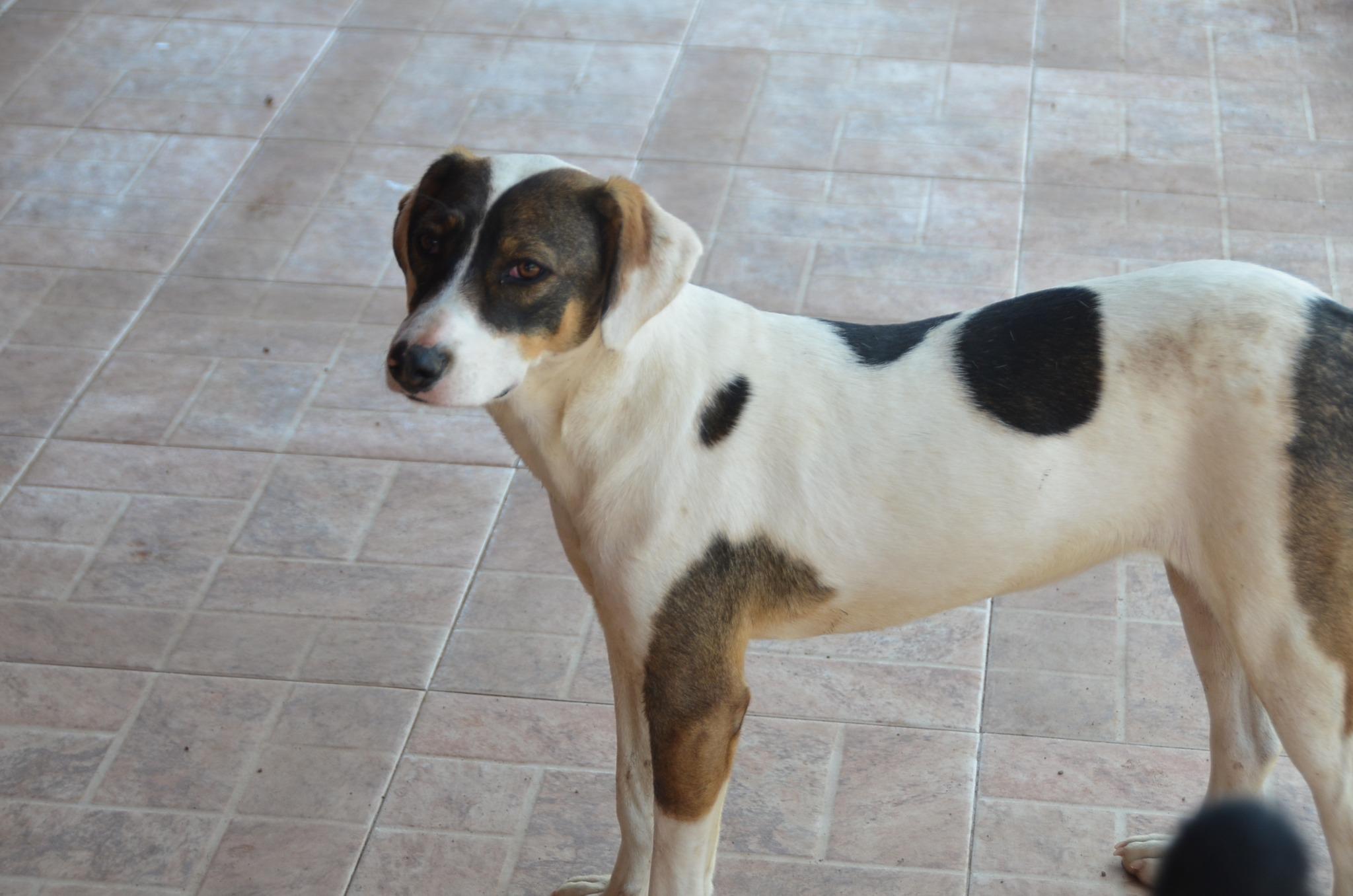 Patches, a Adoptable mixed breed in London, ON image 1/6