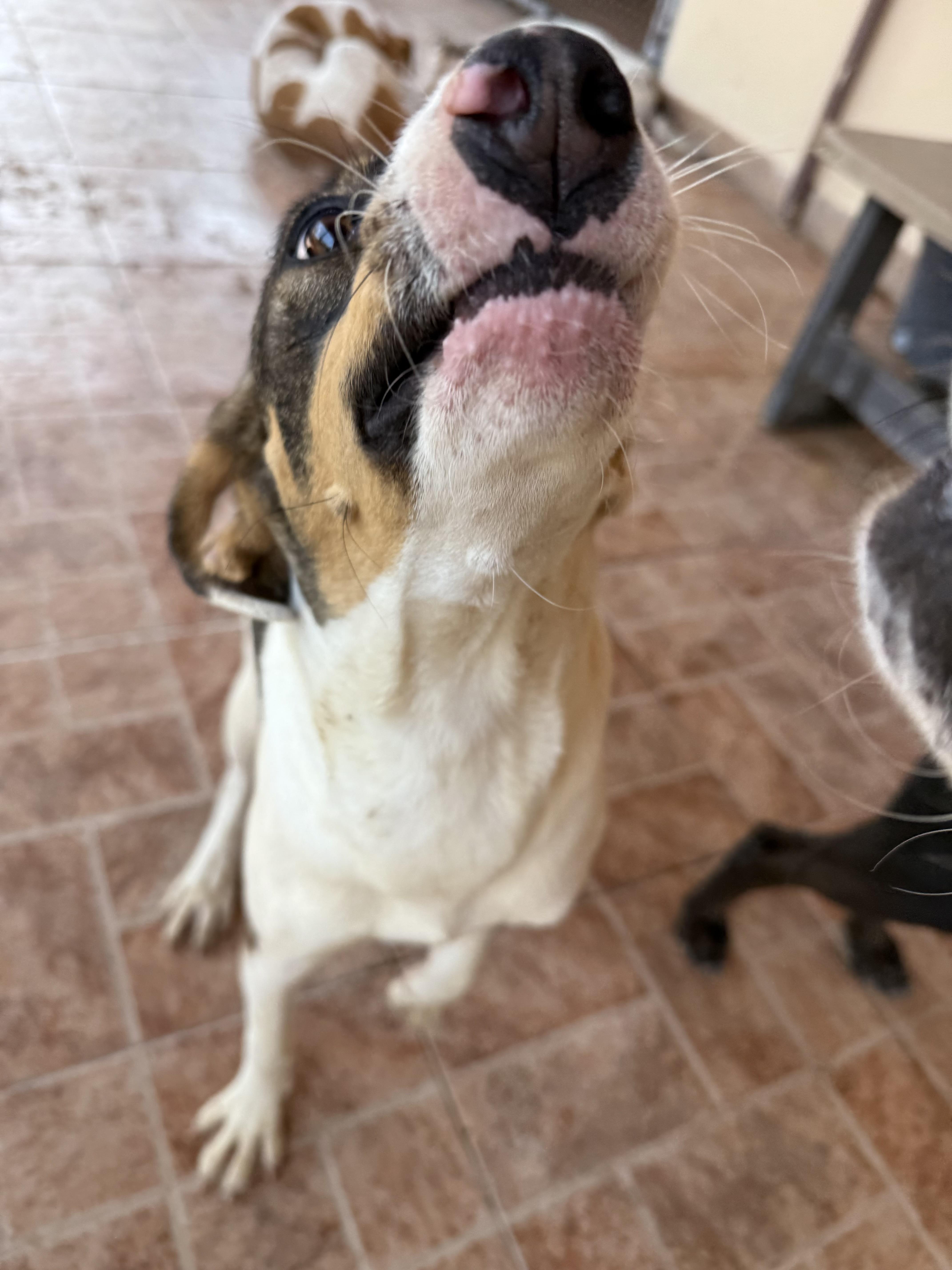 Patches, a Adoptable mixed breed in London, ON image 2/6