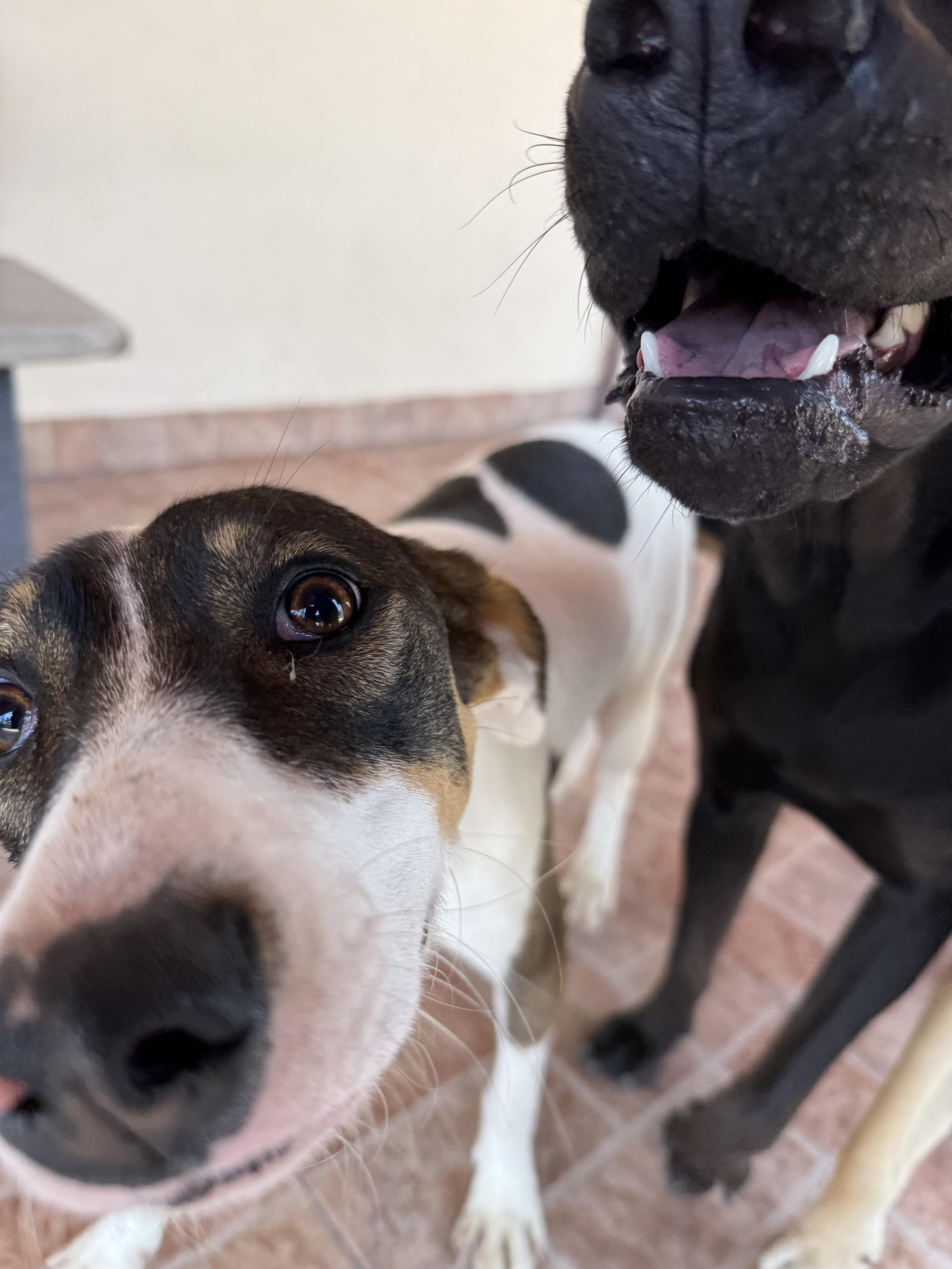 Patches, a Adoptable mixed breed in London, ON image 3/6