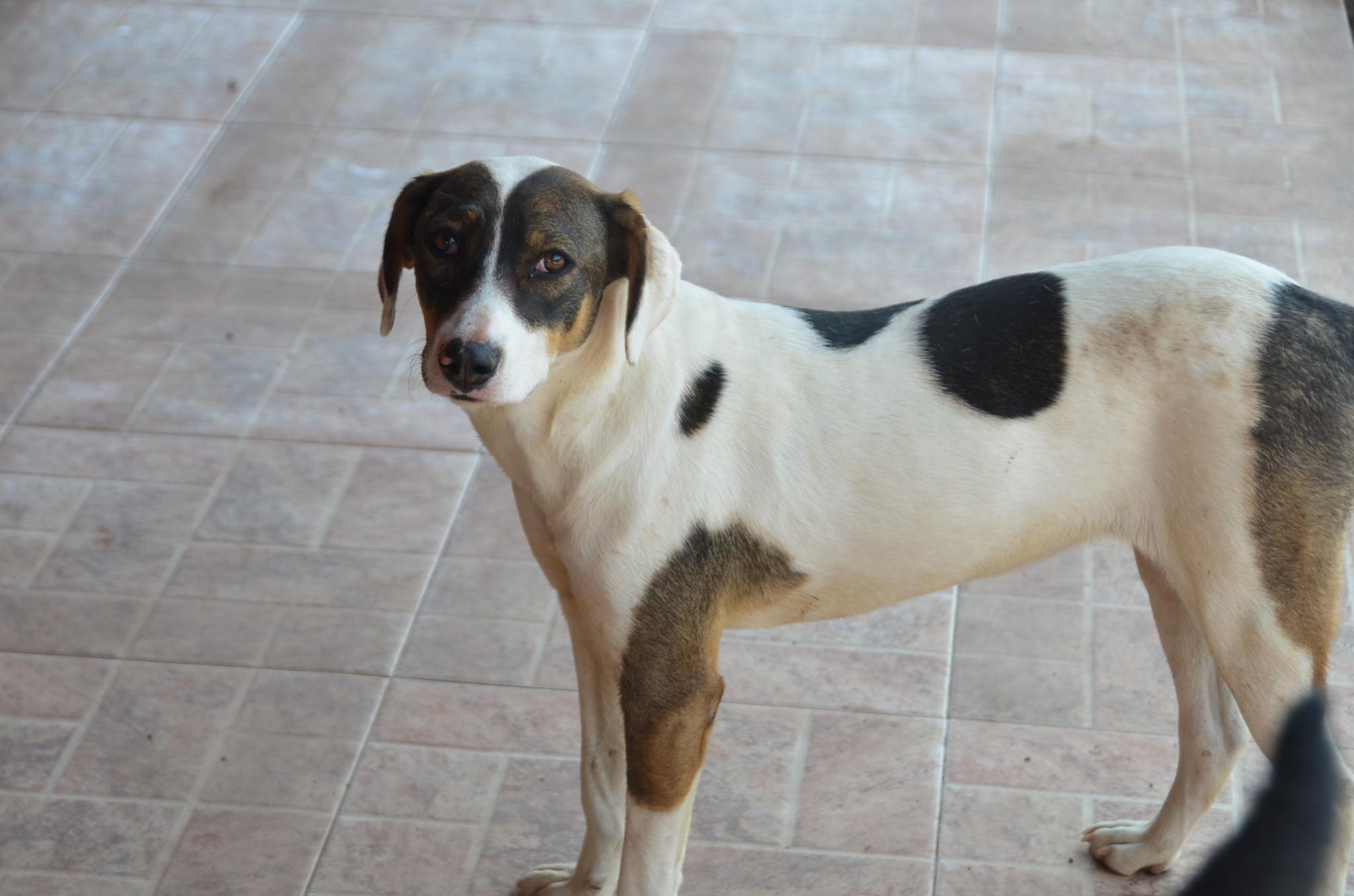 Patches, a Adoptable mixed breed in London, ON image 4/6