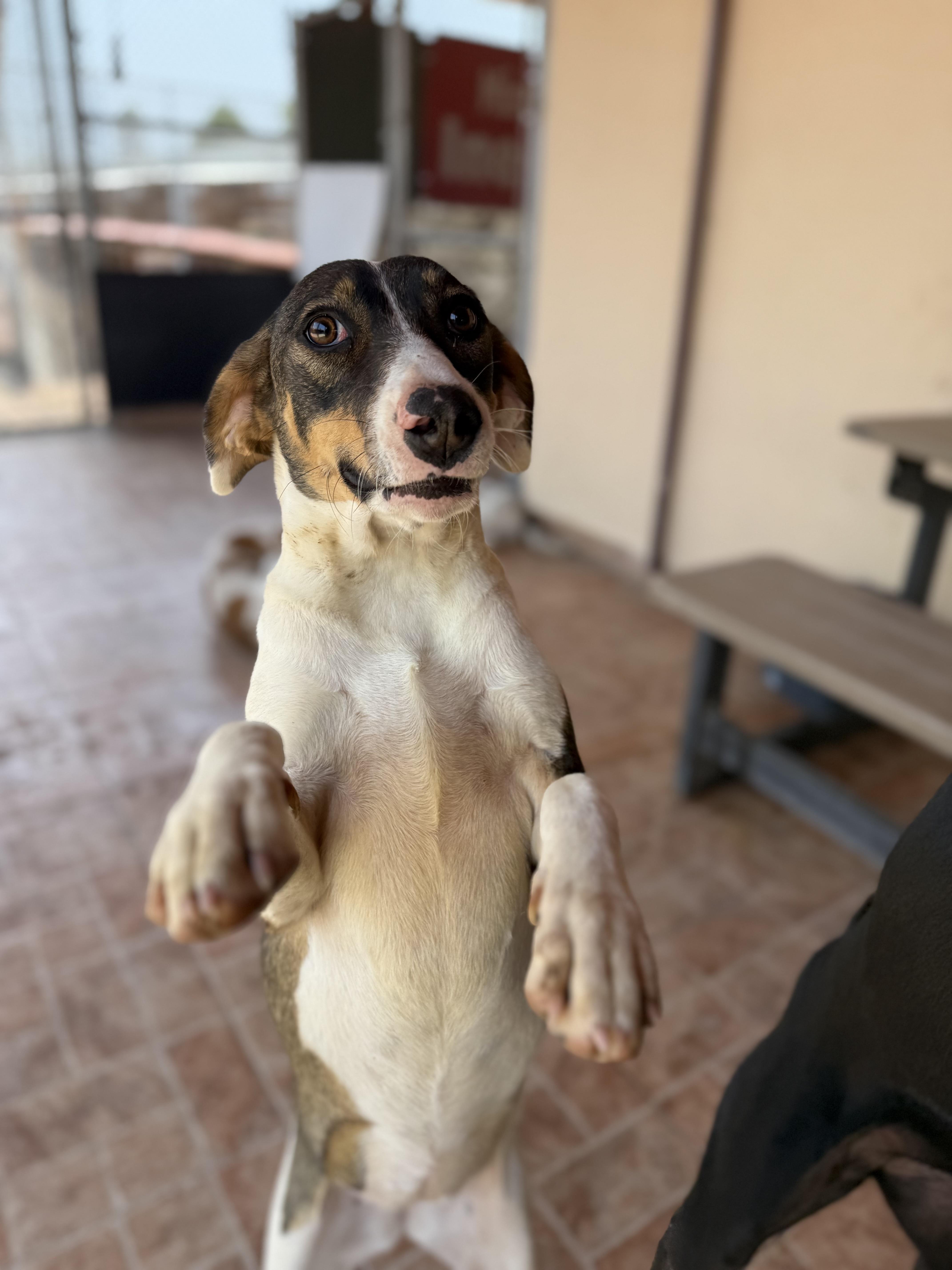 Patches, a Adoptable mixed breed in London, ON image 5/6