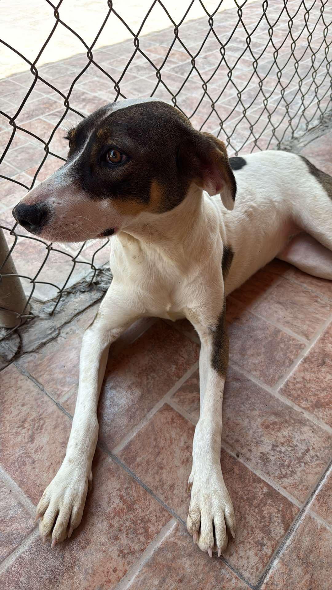 Patches, a Adoptable mixed breed in London, ON image 6/6