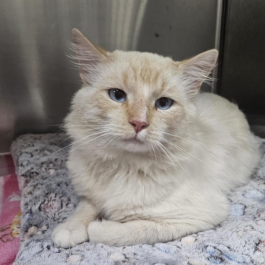 Simba, Adoptable, Adult Male Domestic Long Hair.