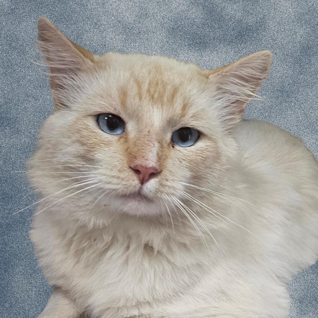 Enlarge Simba, a Adoptable Domestic Long Hair in Donalsonville, GA image 2/2
