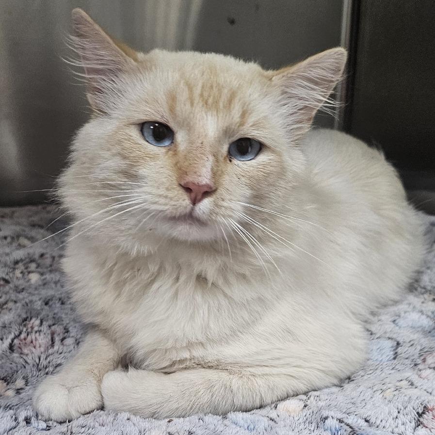 Enlarge Simba, a Adoptable Domestic Long Hair in Donalsonville, GA image 2/2