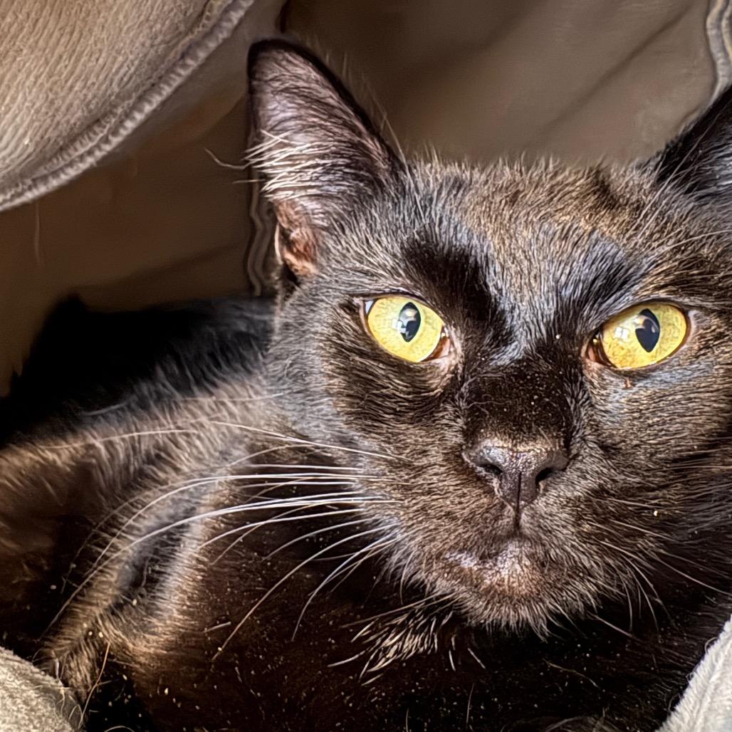 Ally, Adoptable, Adult Female Domestic Short Hair.