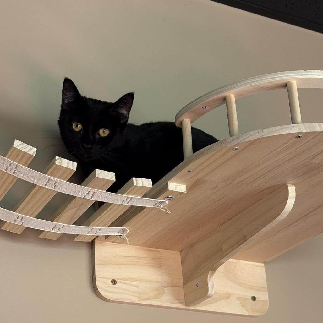 Ally, a Adoptable Domestic Short Hair in Johnstown, PA image 2/3
