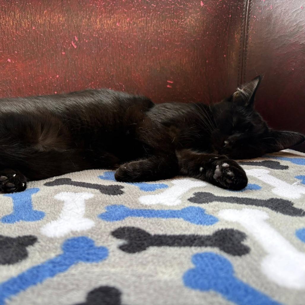 Ally, a Adoptable Domestic Short Hair in Johnstown, PA image 3/3