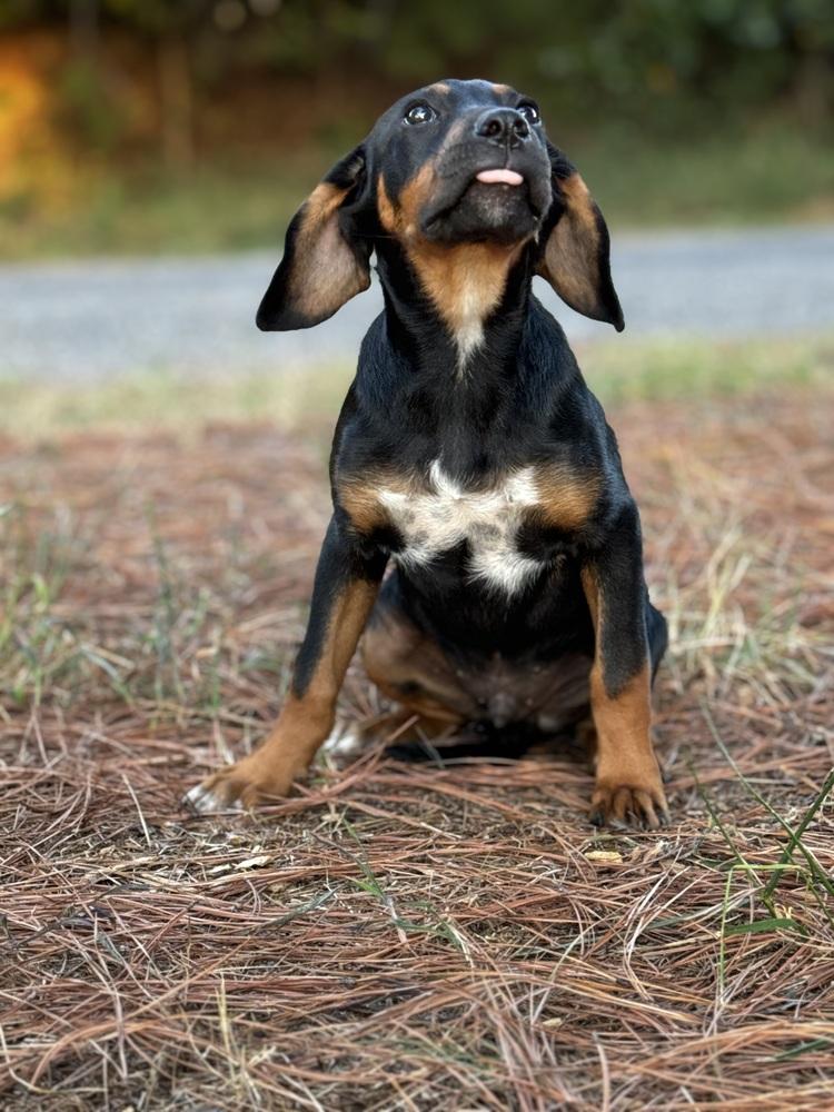 Enlarge Axel, a Adoptable mixed breed in Oklahoma City, OK image 1/3