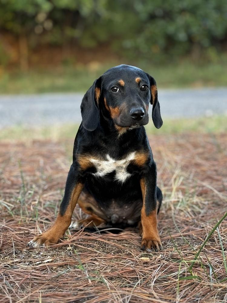 Enlarge Axel, a Adoptable mixed breed in Oklahoma City, OK image 2/3