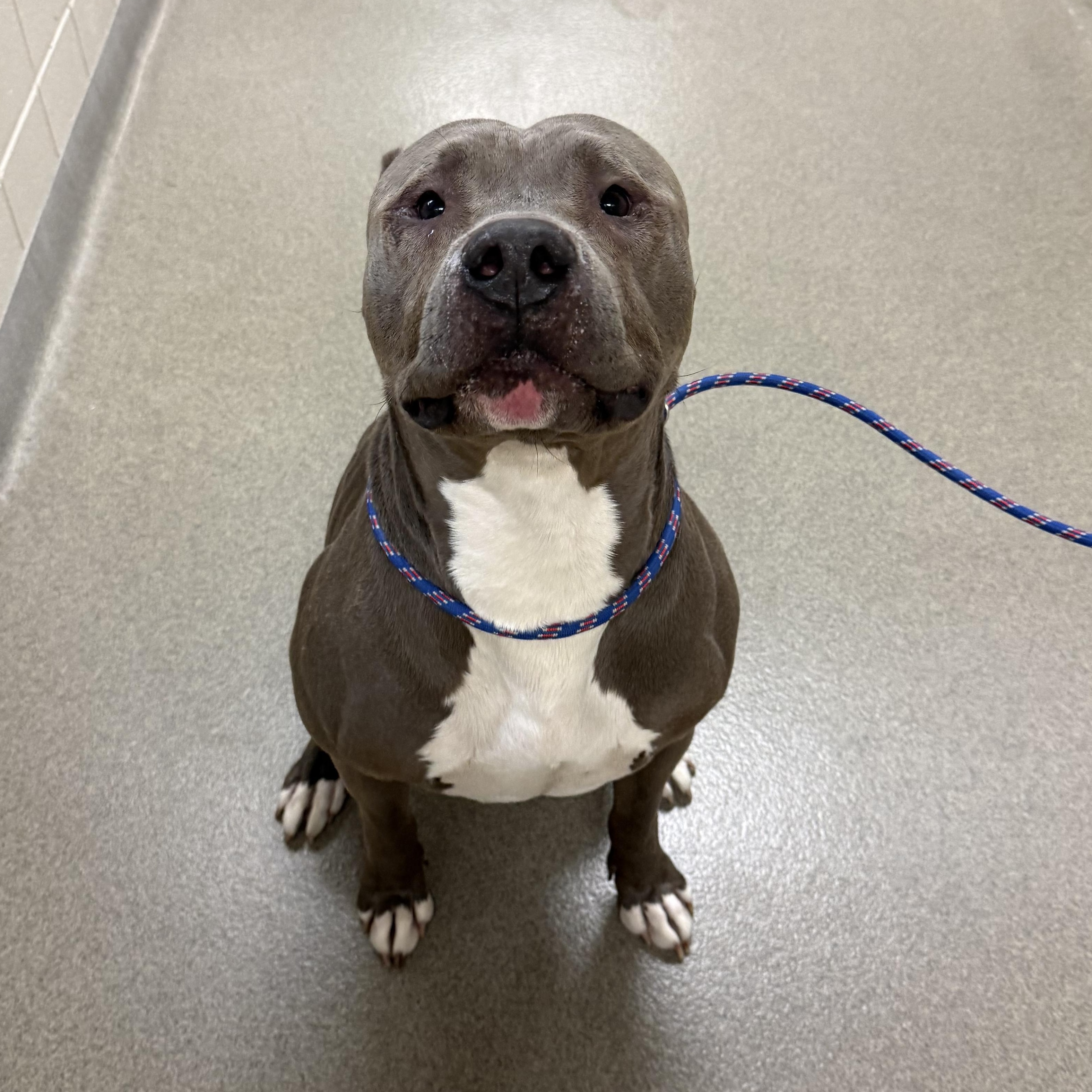 Ramsey , ADOPTABLE, Adult Male Pit Bull Terrier.