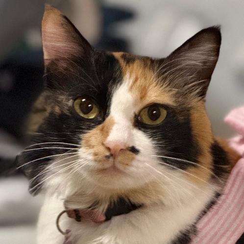 Nala, Adoptable, Adult Female Domestic Short Hair.