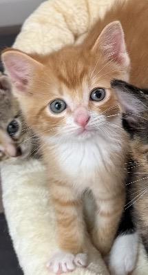Maple, Adoptable, Kitten Male Domestic Short Hair.