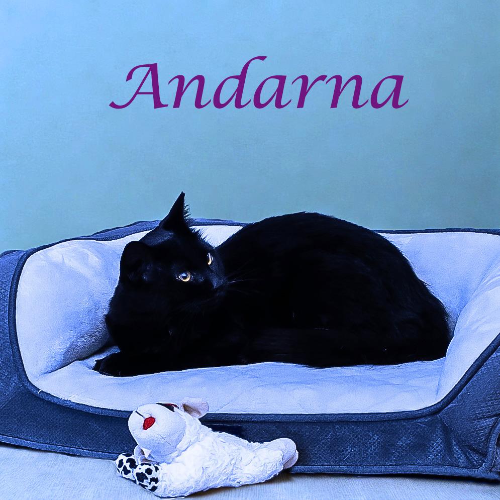 Andarna C25-275, a Adoptable Domestic Medium Hair in Lebanon, TN image 1/4