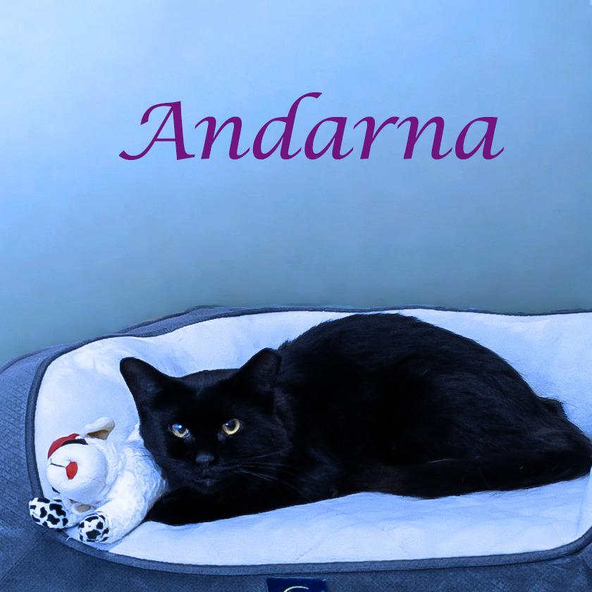 Andarna C25-275, a Adoptable Domestic Medium Hair in Lebanon, TN image 4/4