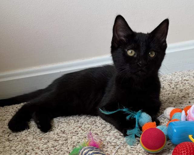 Muffin - 3 Months Kitten, ADOPTABLE, Kitten Female American Shorthair.