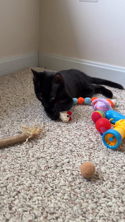 Enlarge Muffin - 3 Months Kitten, a ADOPTABLE American Shorthair in Bristow, VA video 3/3