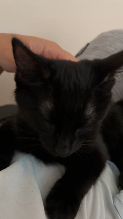 Enlarge Muffin - 3 Months Kitten, a ADOPTABLE American Shorthair in Bristow, VA video 2/3