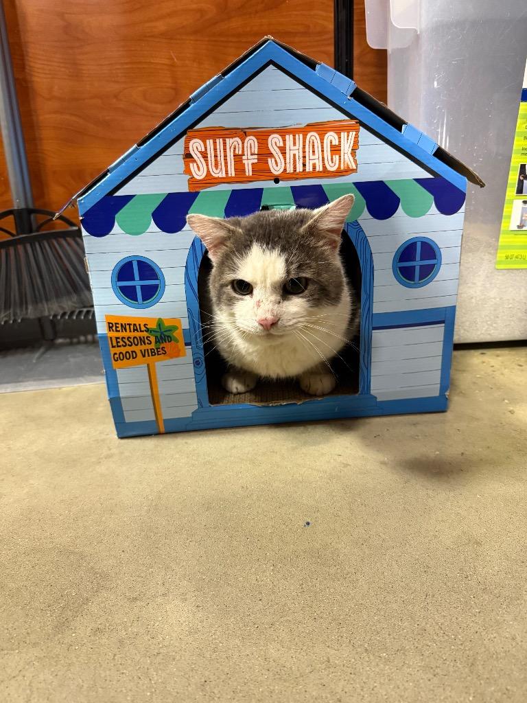 McDreamy, Adoptable, Adult Male Domestic Short Hair.