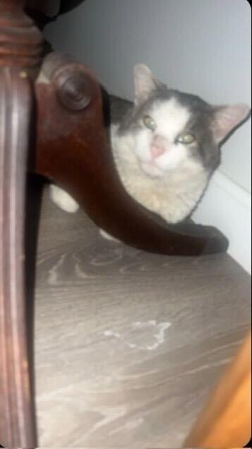 McDreamy, a Adoptable mixed breed in Pawtucket, RI image 2/6