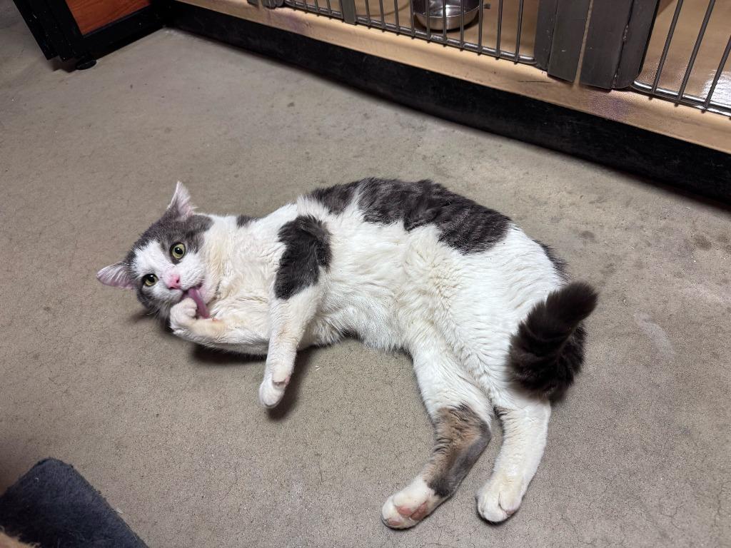 McDreamy, Adoptable, Young Male Domestic Short Hair.