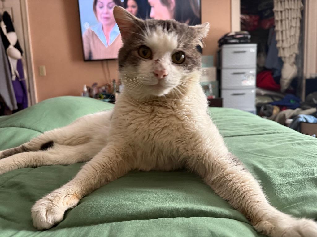 McDreamy, a Adoptable mixed breed in Pawtucket, RI image 3/6