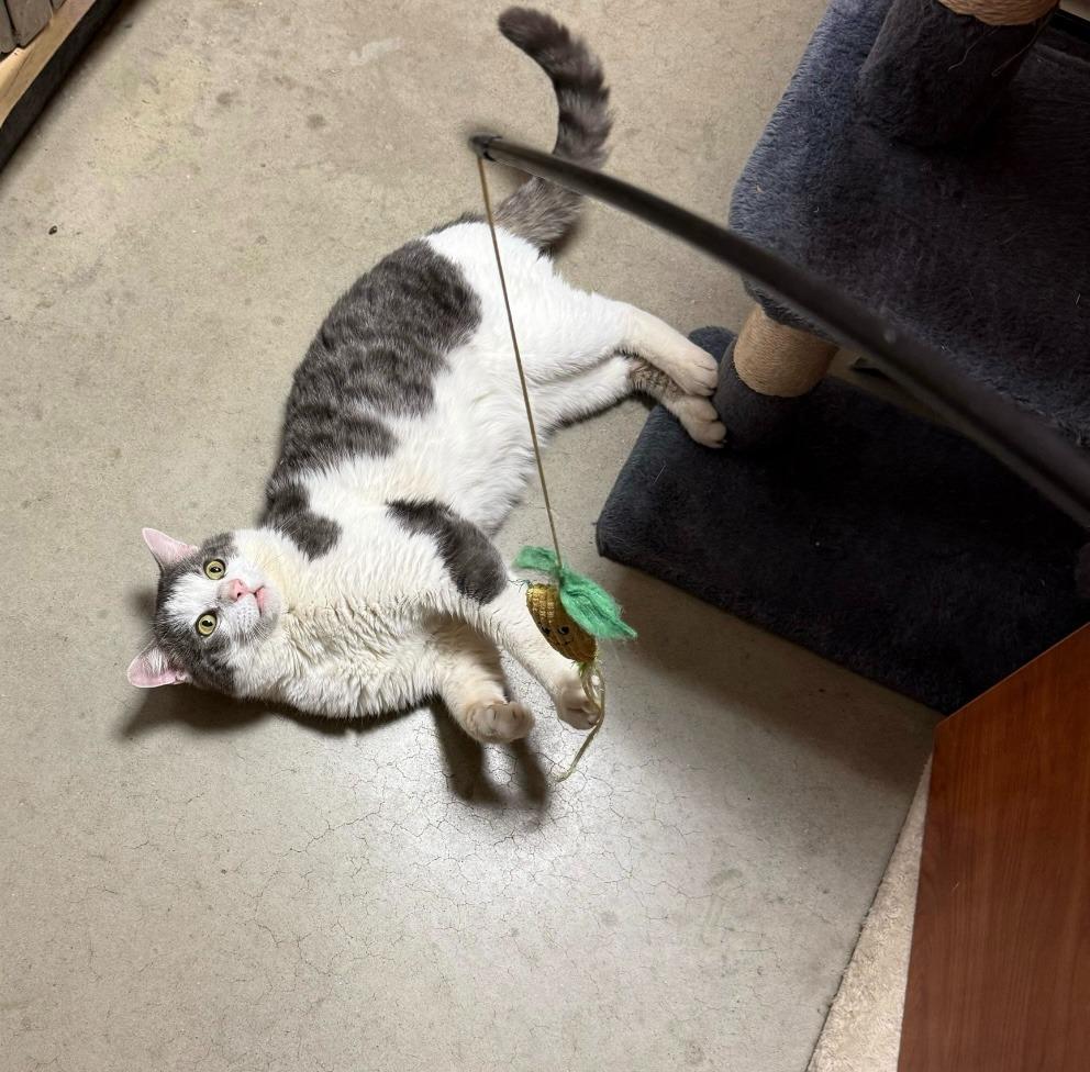 Enlarge McDreamy, a Adoptable mixed breed in Pawtucket, RI image 2/6