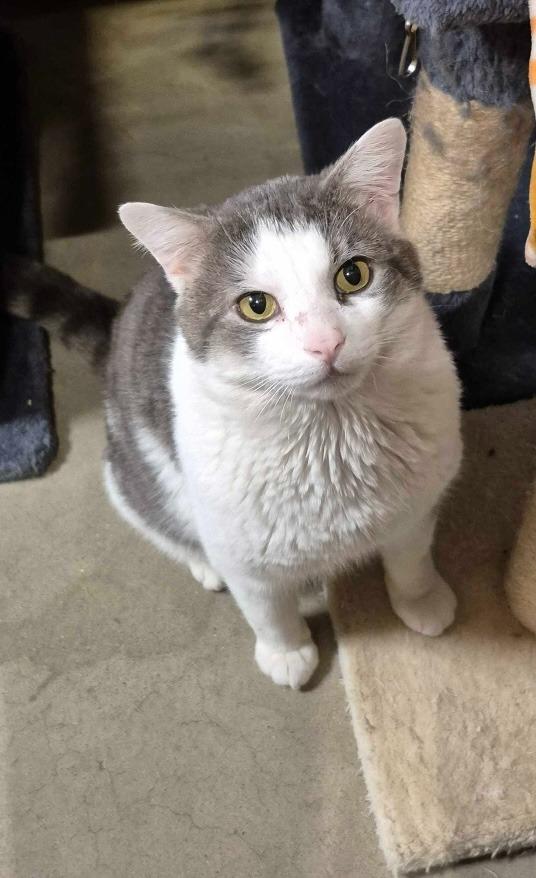 Enlarge McDreamy, a Adoptable mixed breed in Pawtucket, RI image 3/6